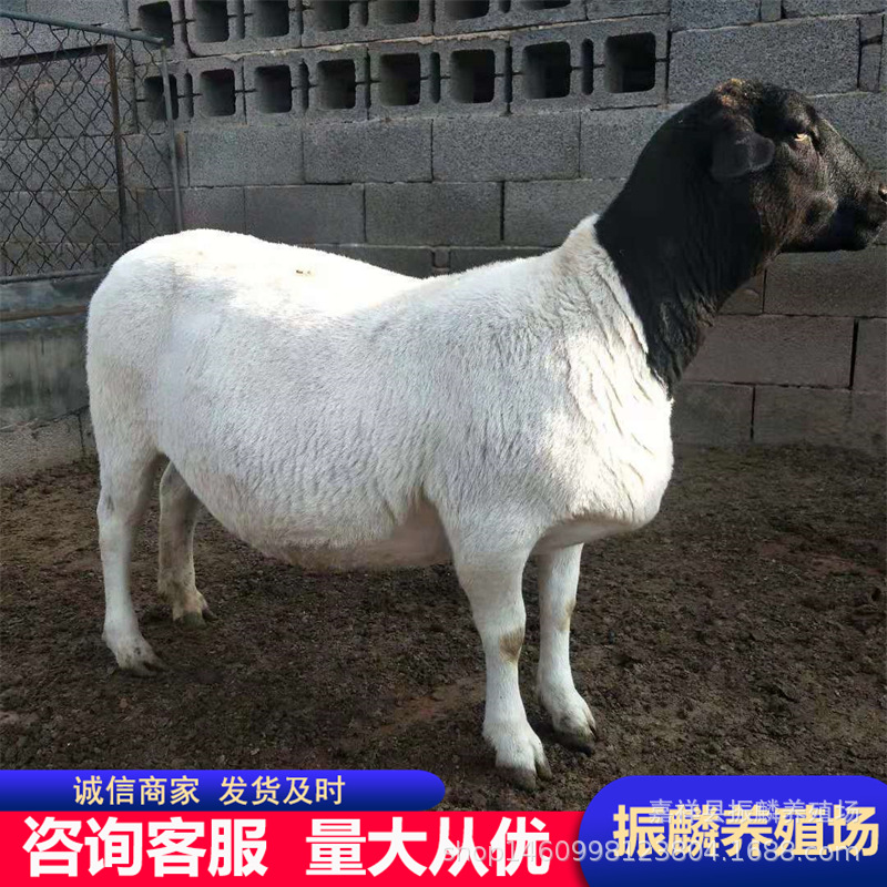 杜波绵羊小羊崽 成年母羊 小尾寒羊羊羔价格小羊苗 白头杜波绵羊
