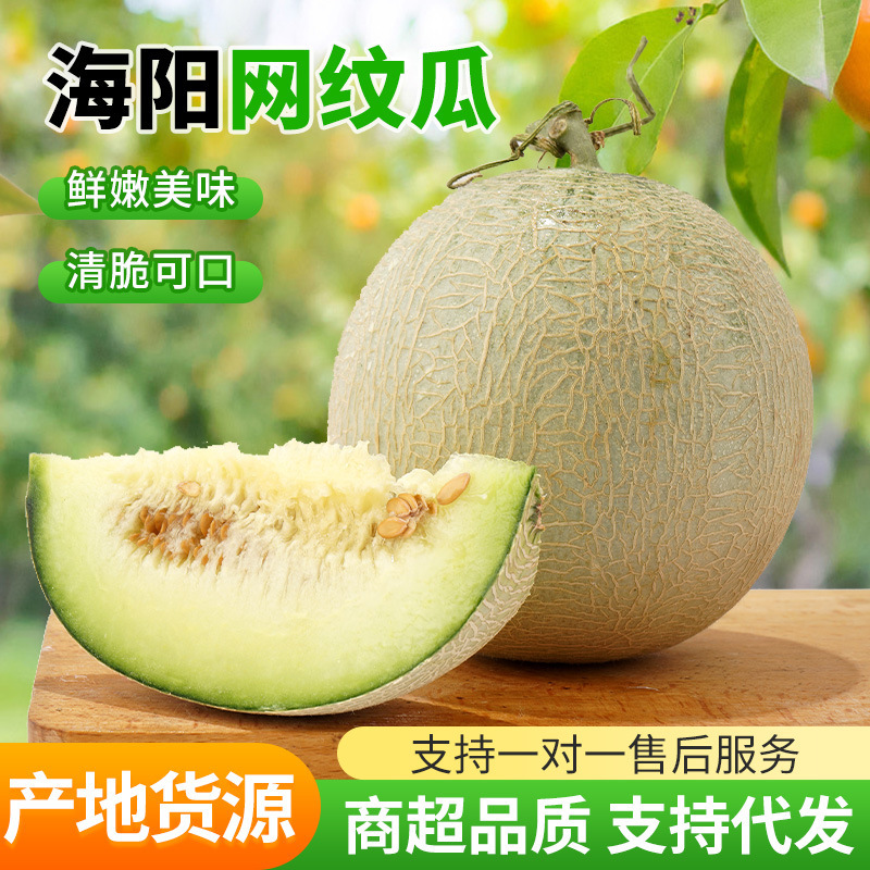 Dropshipping Service for Fresh, Freshly Picked Hainan Netted Melon, Cantaloupe, Ice Cream Melon, Soft and Sweet Netted Melon Dropshipping Service for Fresh, Freshly Picked Hainan Netted Melon, Cantaloupe, Ice Cream Melon, Soft and Sweet Netted Melon