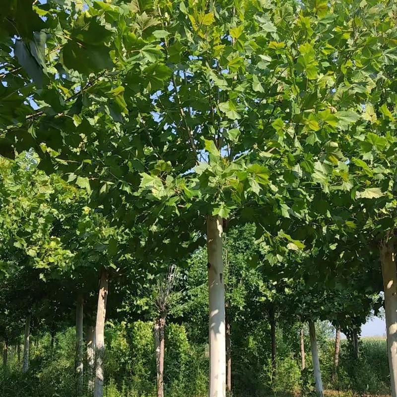 法桐树苗绿化苗木行道树苗植物花卉法桐苗法国梧桐树苗速生法桐