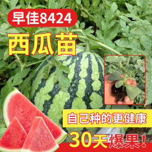 ���ļ��޽���Nֲ�����̨�Ϸ�8424�Нh�߲���o����������������