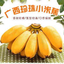 正宗广西小米蕉特产香蕉自然熟现摘整箱粉蕉苹果芭蕉新鲜应季水果