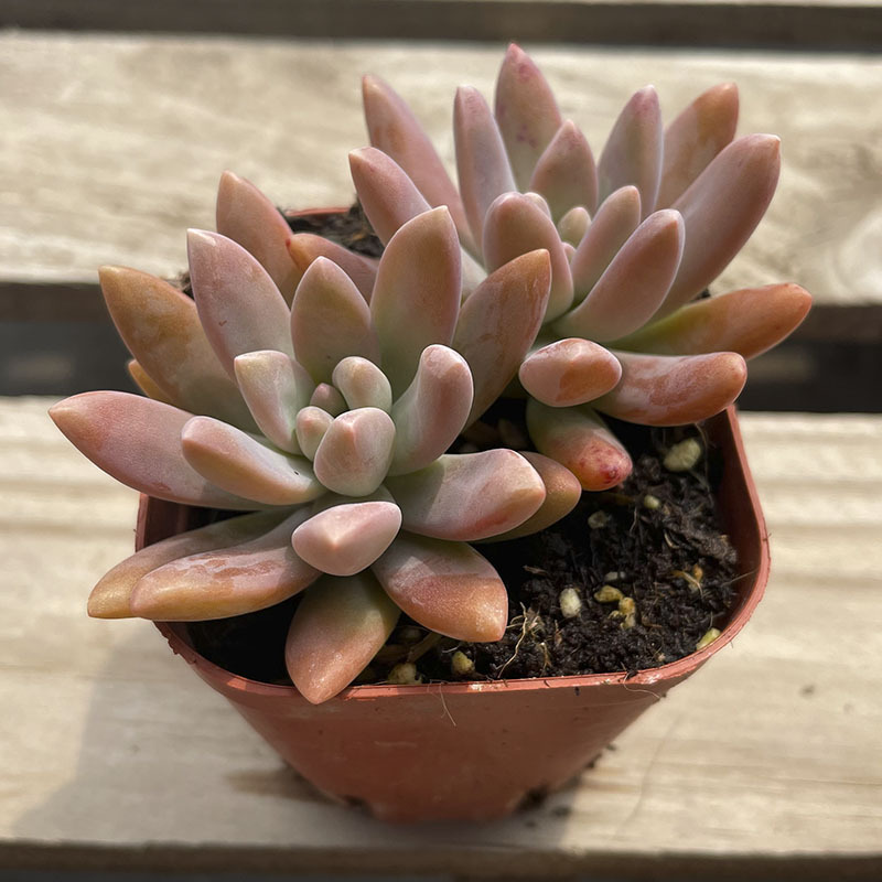 Qiuli 더블 헤드 5cm (플라스틱 화분은 배송이 쉽습니다)