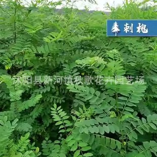 ���뻱�N���޴̻���G��бɽ߅�¸��ٹ�·�o�¹���ֲ���s��ľ����