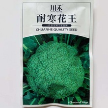 批发青秀西兰花种子杂交花菜耐寒花菜籽西兰花椰菜种籽四季大田