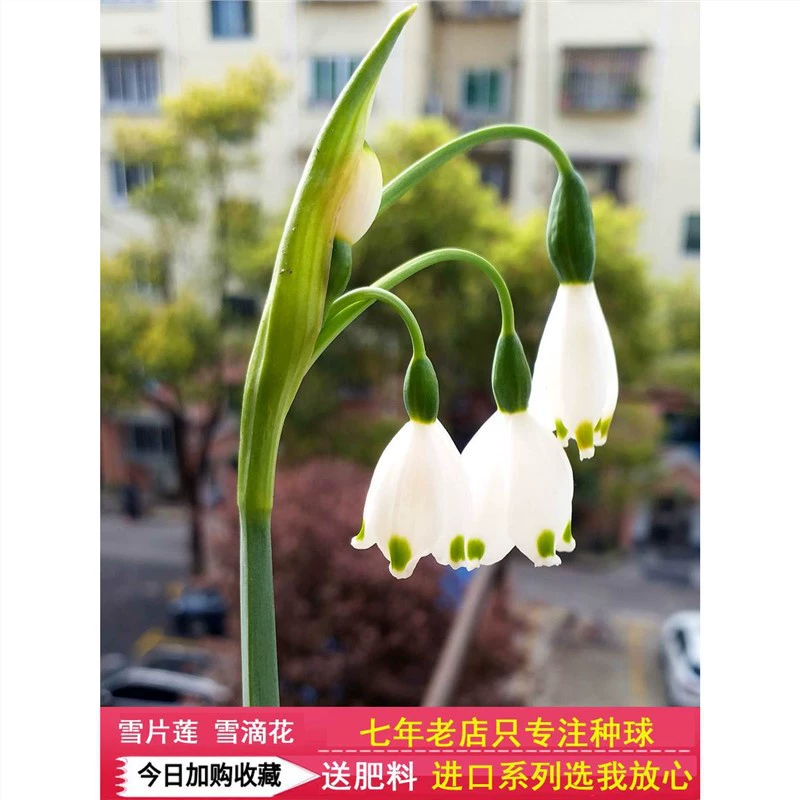 Новый импортный снежный шар лотоса в горшке Bluebell подснежник цветы Four Seasons цветы цветущие лилии многолетние
