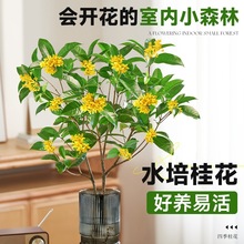 水培桂花树苗四季桂花卉室内盆栽浓香型庭院地栽大树旺宅植物金桂