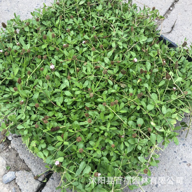 基地批发姬岩垂草方盘苗和180口径双色盆苗 耐旱耐踩的会开花草坪-阿里巴巴