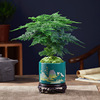Bamboo potted plant office office office hydroponic living room lazy small green plant flower big full bonsai four seasons evergreen