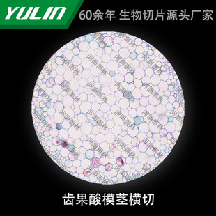 Tooth Fruit Acid Mold Stem Cross-cut Microbial Microscope Biological Slice High School Teaching Experimental Instrument Scientific Research Slide