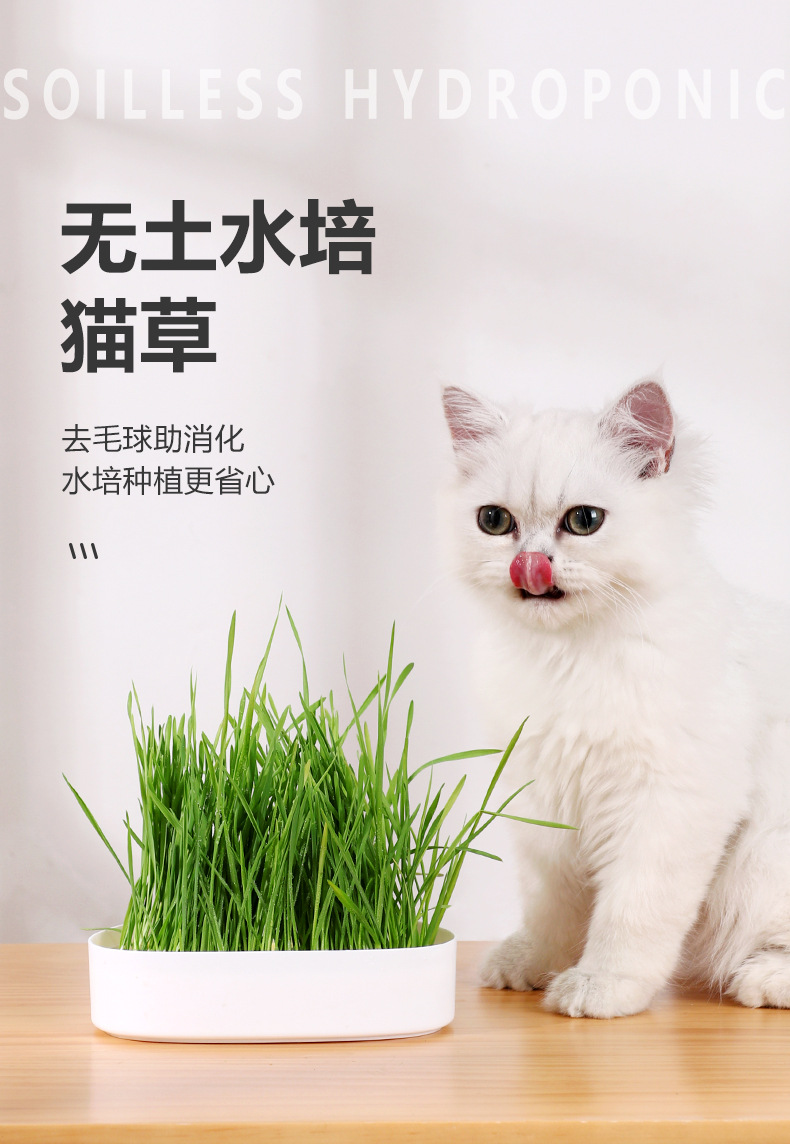 猫草水培盒  卡通猫草盆栽种子成幼猫咪去毛球懒人猫草盒猫咪水培详情2