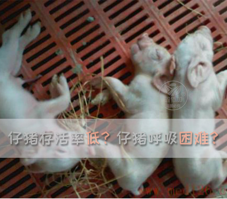仔猪呼吸器B详情页 (3).jpg