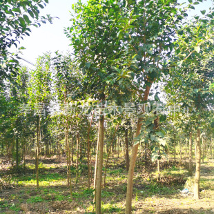 ��Ʒ�ļ������е��G����ľ���~Ůؑ����ߗUŮؑ��С�綬�����ͺ�