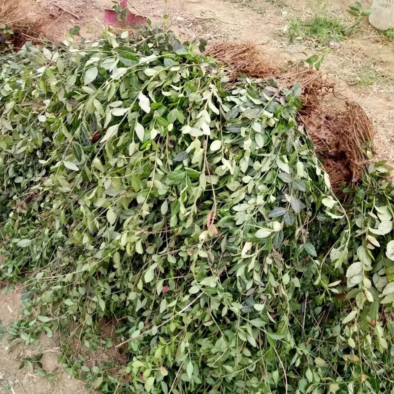 База прямых продаж листовка fufangteng оптовая цена продажи база питания Жилой двор Зеленые саженцы