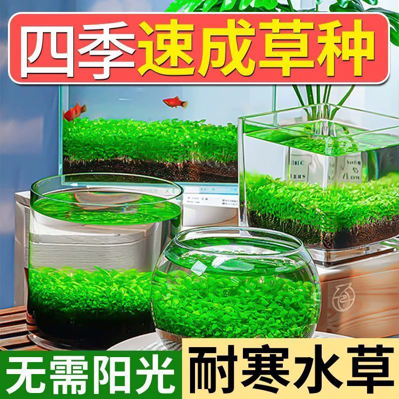 Aquatic plants, creative aquarium, bottle