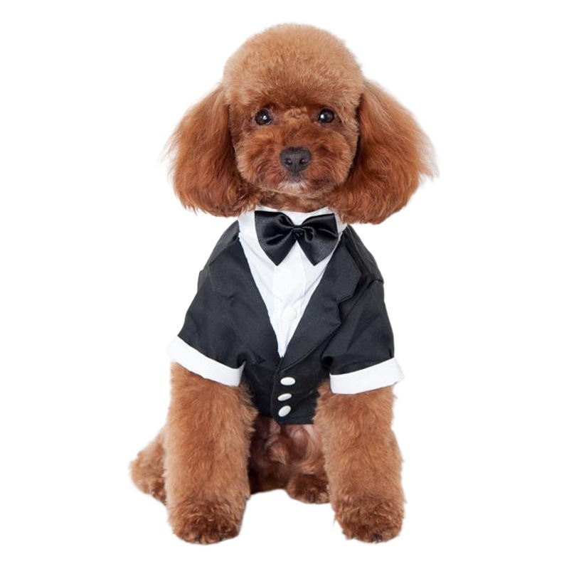 Ropa para perros ropa de otoño e invierno ropa para perros ropa de peluche Golden Retriever Samo Otoño e Invierno traje para mascotas