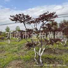 红叶李多层造型树密枝红叶李乔木大树东北红叶李扦插小苗