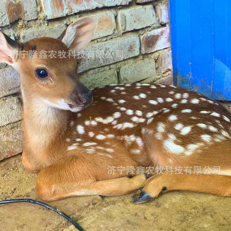 Сколько стоит живой пятнистый олень? Какая цена на детеныша? Ферма поставляет пятнистых оленей всех возрастов круглый год