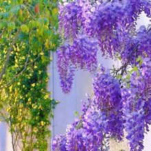 �������l���ٻ�������Ԯ����ֲ��ͥԺ�����̨�໨�����}�G����ľ