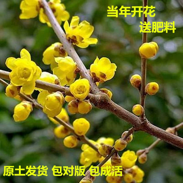 Простые сердечные зимние горшечные зимние саженцы Лучжоу-аромат в помещении, осенне-зимний открытый двор, старые ворсовые морозостойкие саженцы сливы