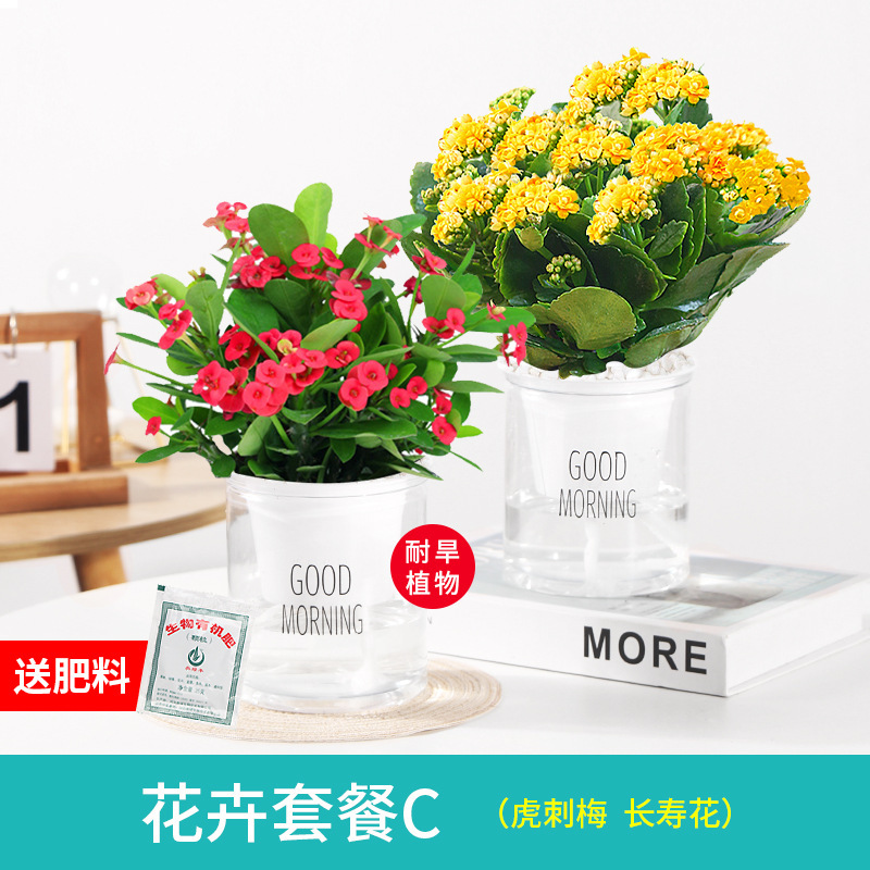 꽃이 만발한 호랑이 가시 매화 화분 2개 + 장수 꽃 + 무료 비료 유화석