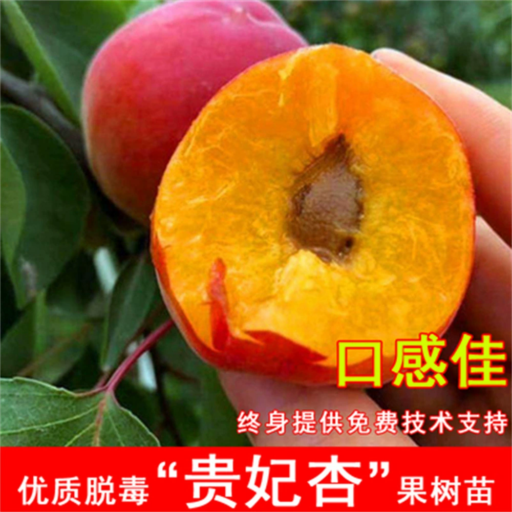 Прививка Императорская наложница Абрикос Рассада Раннее сладкое ядро Абрикос Рассада Двор Юг Север Посадка плодовых деревьев Рассада года