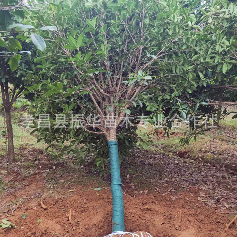 桂花基地桂花树3至15公分的八月桂丹桂丛生桂花庭院地栽绿植苗木