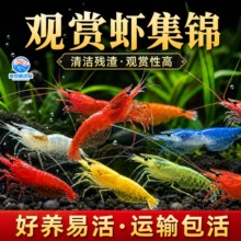 黑壳虾鲜活观赏水晶虾好养耐活淡水冷水大号除藻樱花虾鱼苗观赏鱼