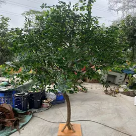 仿真枝叶和树;仿真绿植;景观石