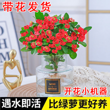 铁海棠盆栽大花虎刺梅老桩水培盆景办公室内多肉绿植物四季开之满