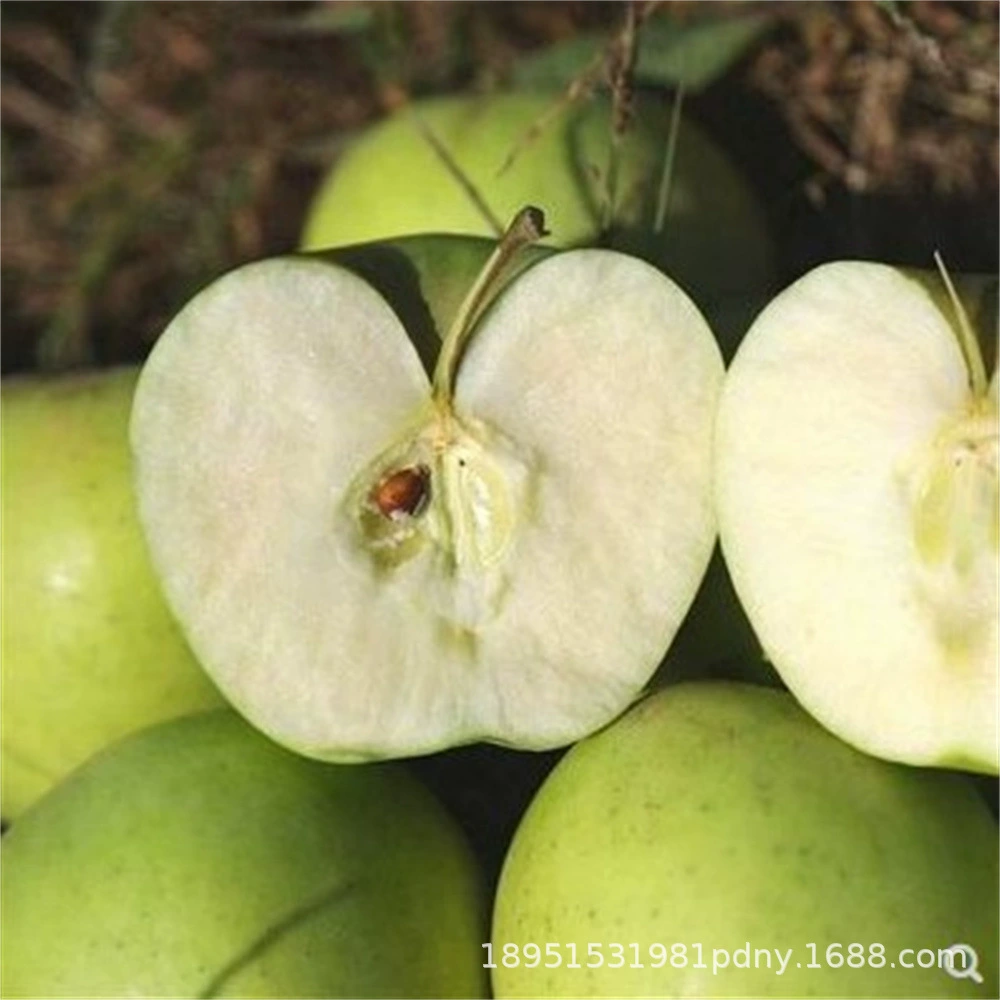 Саженцы яблони Qinyue Xinjiang Aksu, сорт «Сахарное сердце», низкорослые, в горшках, для посадки в северных и южных регионах, урожай в первый год.