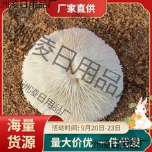 天然白珊瑚圆形海菊花海蘑菇贝壳鱼缸造景道具装饰品摆件水麦太保