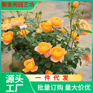 Dropshipping Rose Seedlings with Buds Blooming in All Seasons, Flower Viewing Plants, Balcony Courtyard Large Flower Rose Potted Plants