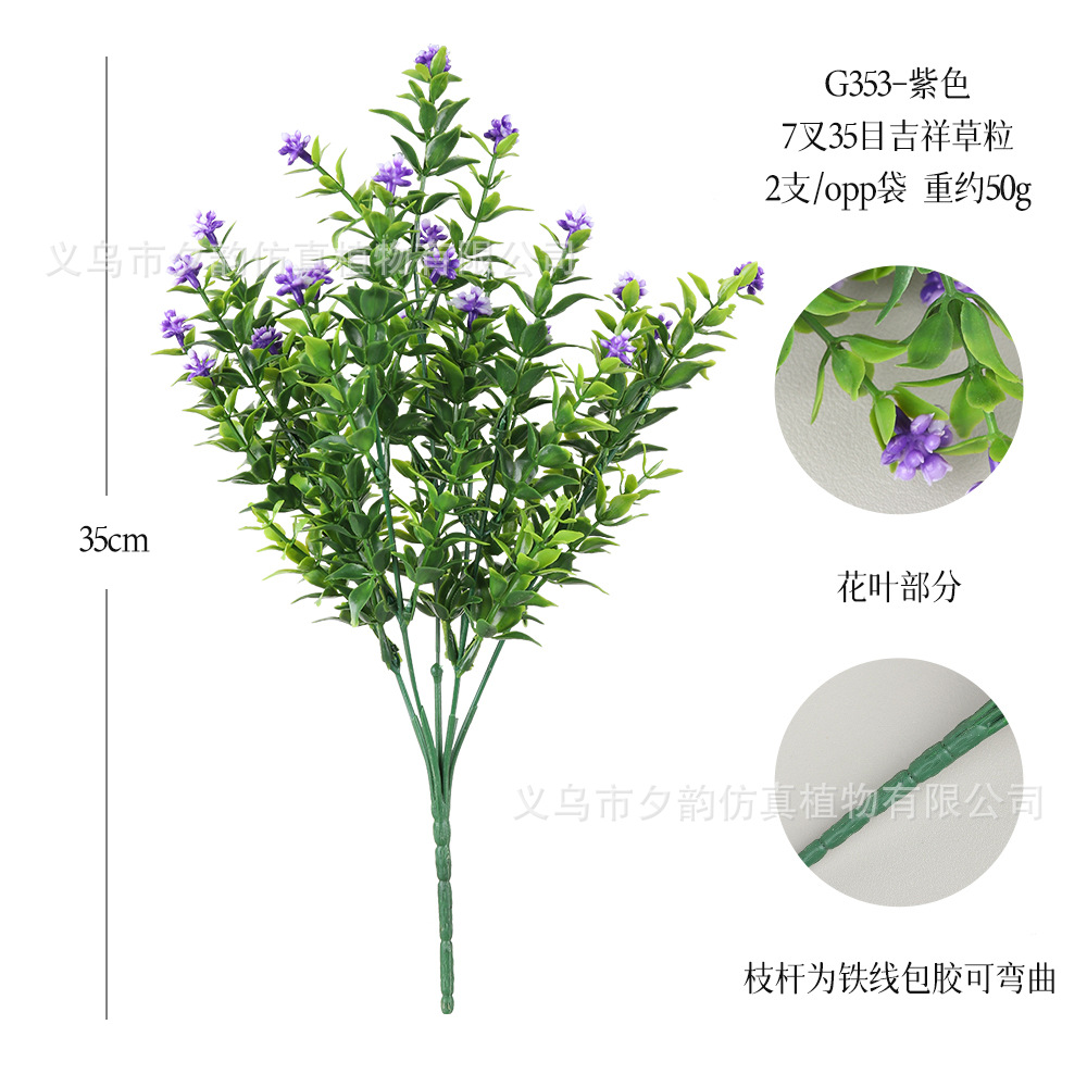 G353-보라색 7갈래 상서로운 풀알