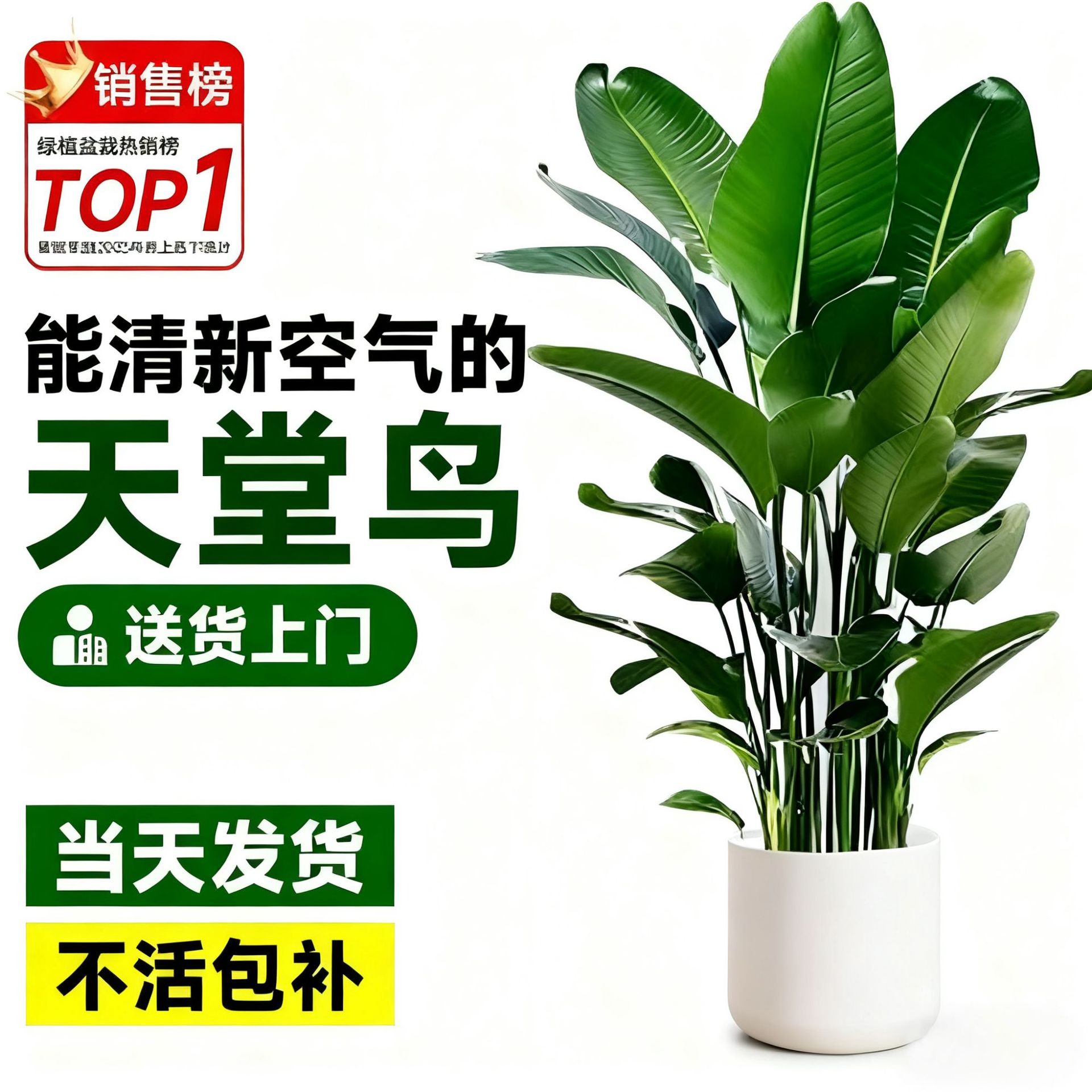 Aves del paraíso plantación de plantas grandes en maceta verde interior buena oficina de alimentación sala de estar flor verde plantación bonsai grana orquídea