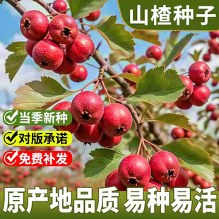 ɽ髷N��ɽ���ɽ��t�N�ѳ�צ����צ���ļ��Nֲ�߮a�׻�ɽ高���