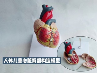 Children's Heart Young Children Human Heart Structure Anatomical Model Arterial Venous Vascular Heart Valve Teaching Display Model