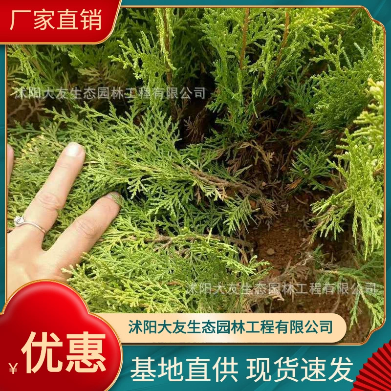 Pagiai Base оптом сорт собственного производства, полные Ландшафтные инженерные Зеленые саженцы