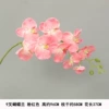 Long model 9 Phalaenopsis pink