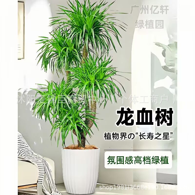 客厅大型龙血树盆景绿植高端轻奢客厅装饰树室内好养盆栽落地摆件