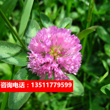 草本植物紅三葉種子 草本植物紅三葉種子批發 促銷價格 產地貨源 阿里巴巴