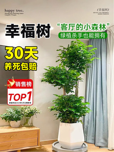 �Ҹ���͏d���Դ����Ϙ��Gֲ�҃�ƽ�����辰��ֲ���ȩ�ļ����B��