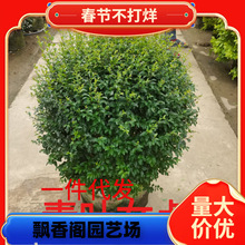 һ�����lͥԺ�G�����~Ůؑ�������Ůؑ���Θ��ļ������ͺ�С�~