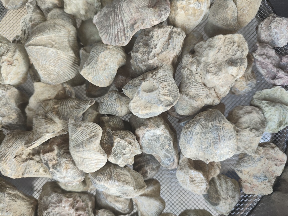 Shi Yan (Fossil Shell) — Water-Refined Shi Yan Zi Herbal Mineral for TCM Use overview