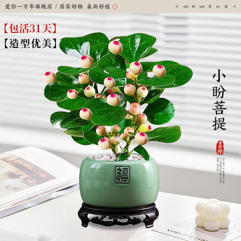 [다과대과] 샤오판보디 + 에메랄드그린 포춘 도자기 세면대 + 원형 베이스 (포장석 + 영양액 포함)