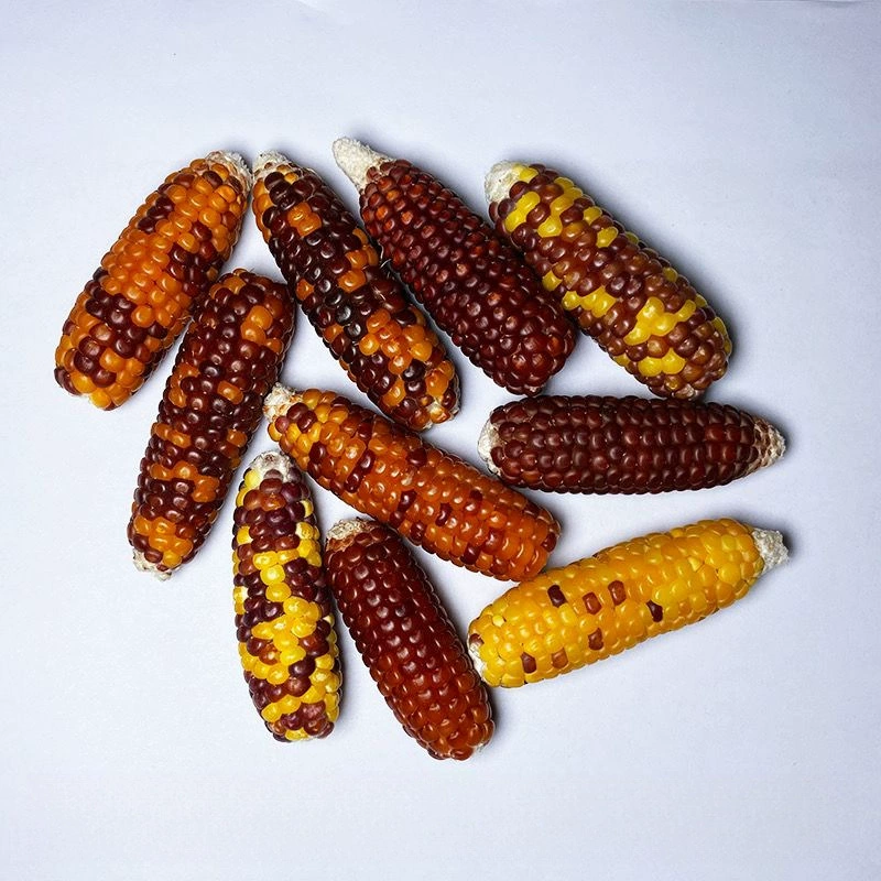 Палочка для прорезывания зубов для хомяка, маленькая кукурузная закуска, маленький золотой кукурузный медведь, белка, кролик, кукурузная палочка для прорезывания зубов шиншиллы