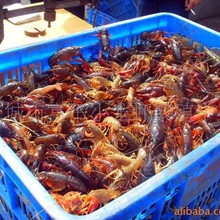 供应鲜活洪湖小龙虾清水虾全规格全国批发现货酒店供应生态养殖