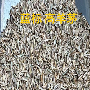 Fescue Grass Seeds, Four-Season Grass Seeds, Direct Shipment from Warehouse, Trample-Resistant, Evergreen for Slope Protection and Landscaping, Factory