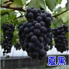 ��Ʒ�ĺ���������õ��������������������ͺ��ϱ�����ֲ������