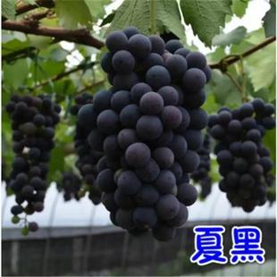 New Summer Black Grape Sunshine Rosehip Sapling Climbing Vine Grape Sapling Cold-Resistant North and South Planting Results in the Same Year