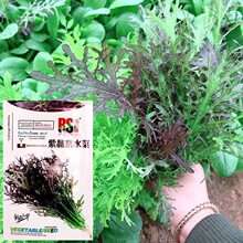 �Ͼ�ˮ�˷N����ˮ���˷N�Ѵ����ļ����Ұ����ɫ�߲˷N��